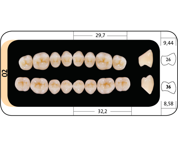 Zęby boczne Bonartic® II NFC+ 02 dolne