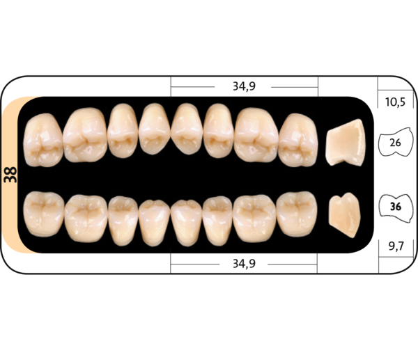Zęby boczne Condyloform® II NFC+ 38 dolne
