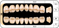 Zęby boczne Condyloform® II NFC+ 38 dolne