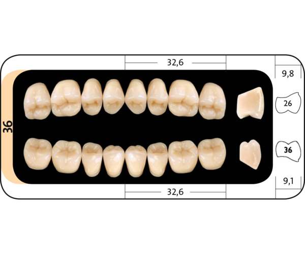 Zęby boczne Condyloform® II NFC+ 36 dolne