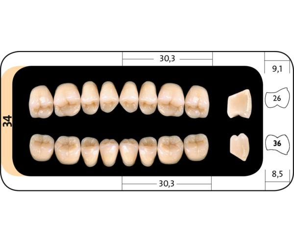 Zęby boczne Condyloform® II NFC+ 34 dolne
