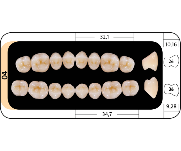 Zęby boczne Bonartic® II NFC+ 04 górne
