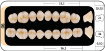 Zęby boczne Bonartic® II NFC+ 06 górne