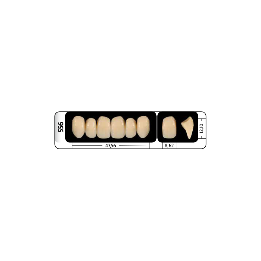 Zęby przednie PhysioStar® NFC+ 556