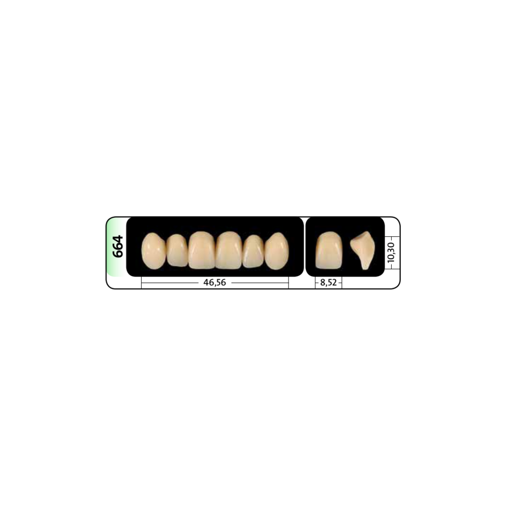 Zęby przednie PhysioStar® NFC+ 664